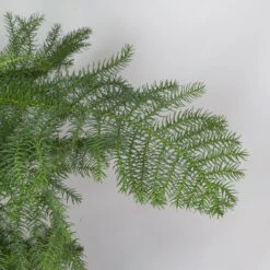 Zimmertanne, Topf-Ø 21 Cm, Höhe Ca. 90 Cm -Biohort Gartenarbeit Geschaft 0220107287 0220107702 0220108509 Araucaria heterophylla 116329