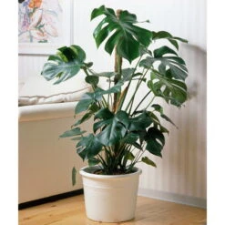 Ausgewählte Produkte -Biohort Gartenarbeit Geschaft 0220107421 Monstera deliciosa moosstab