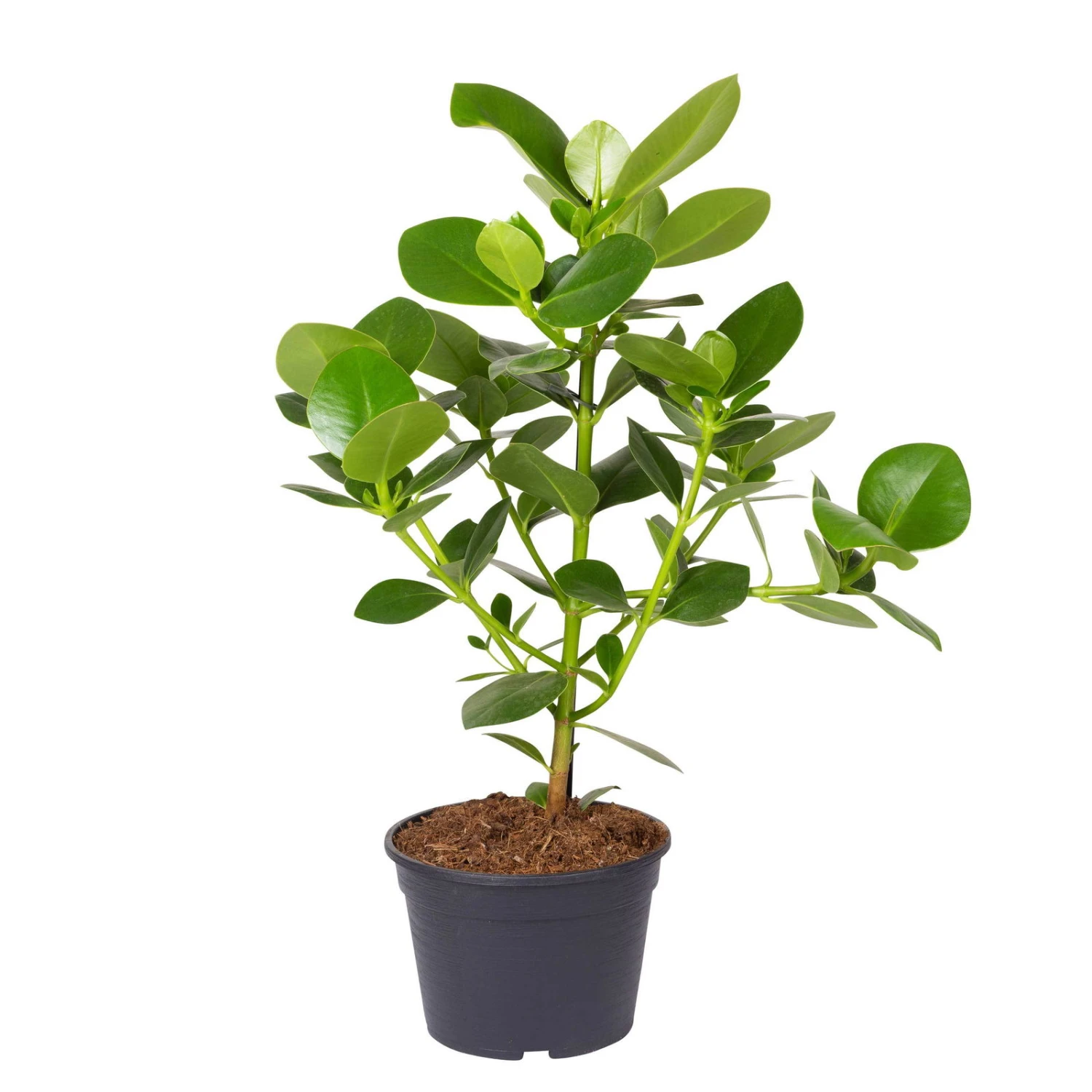 Balsamapfel 'Princess', Topf-Ø 21 Cm, Höhe Ca. 65 Cm 1 Balsamapfel 'Princess', Topf-Ø 21 Cm, Höhe Ca. 65 Cm