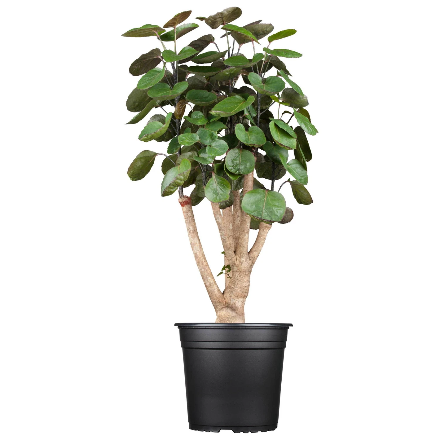 Polyscias 'Fabian', Topf-Ø 17 Cm, Höhe Ca. 60 Cm 2 Polyscias 'Fabian', Topf-Ø 17 Cm, Höhe Ca. 60 Cm – Bild 2