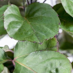 Polyscias 'Fabian', Topf-Ø 17 Cm, Höhe Ca. 60 Cm 7 Polyscias 'Fabian', Topf-Ø 17 Cm, Höhe Ca. 60 Cm -Biohort Gartenarbeit Geschaft 0220107719 Polyscias Fabian 17cm 60cm1