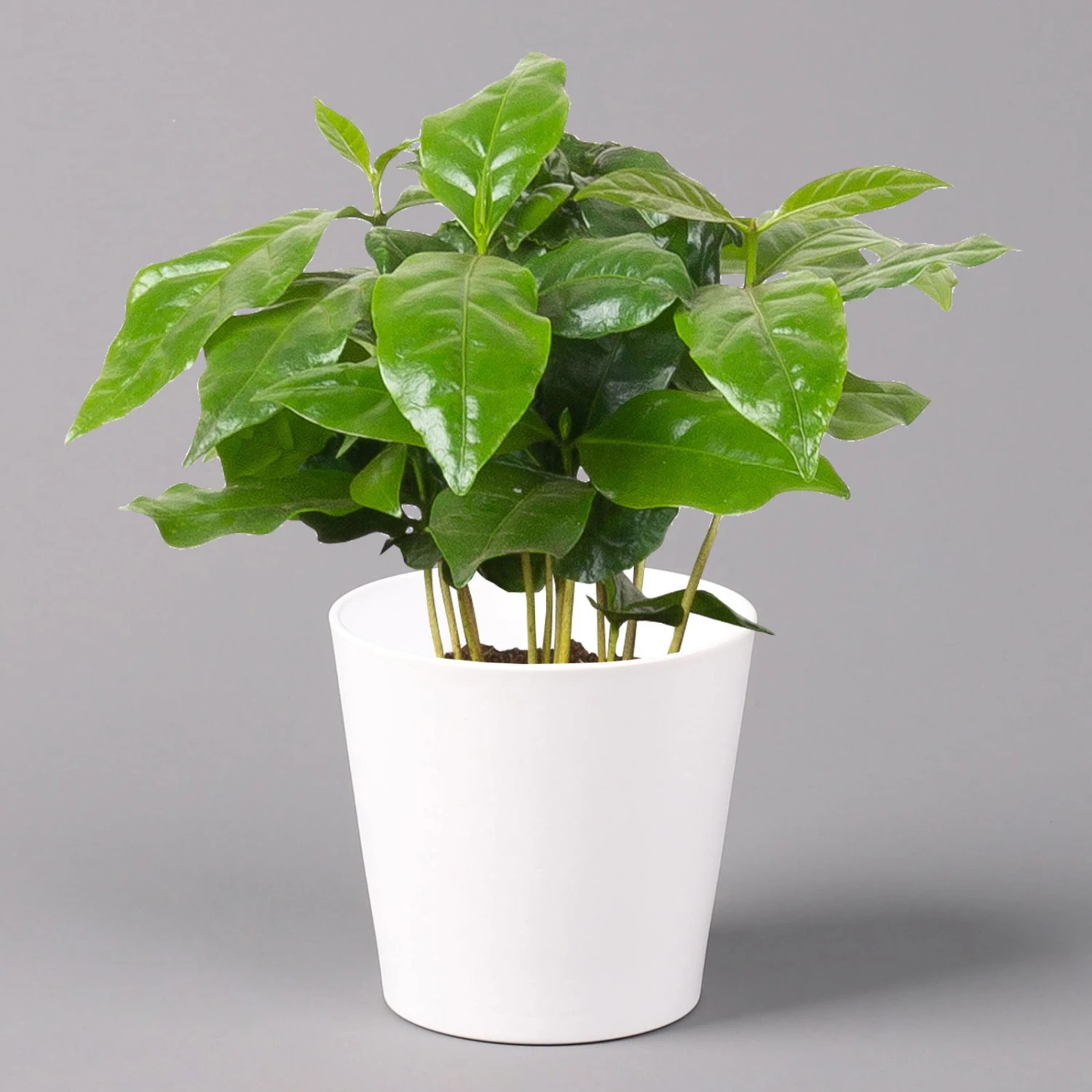 Kaffeestrauch Mit Keramiktopf Dallas Weiß, Topf-Ø 12cm, Höhe Ca. 25 Cm, 3er-Set 2 Kaffeestrauch Mit Keramiktopf Dallas Weiß, Topf-Ø 12cm, Höhe Ca. 25 Cm, 3er-Set – Bild 2