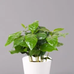 Kaffeestrauch Mit Keramiktopf Dallas Weiß, Topf-Ø 12cm, Höhe Ca. 25 Cm, 3er-Set 11 Kaffeestrauch Mit Keramiktopf Dallas Weiß, Topf-Ø 12cm, Höhe Ca. 25 Cm, 3er-Set -Biohort Gartenarbeit Geschaft 0220108125 Coffea arabica Dallas weiss 2