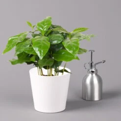 Kaffeestrauch Mit Keramiktopf Dallas Weiß, Topf-Ø 12cm, Höhe Ca. 25 Cm, 3er-Set 12 Kaffeestrauch Mit Keramiktopf Dallas Weiß, Topf-Ø 12cm, Höhe Ca. 25 Cm, 3er-Set -Biohort Gartenarbeit Geschaft 0220108125 Coffea arabica Dallas weiss 3