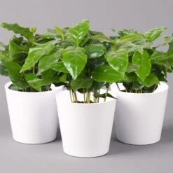 Kaffeestrauch Mit Keramiktopf Dallas Weiß, Topf-Ø 12cm, Höhe Ca. 25 Cm, 3er-Set