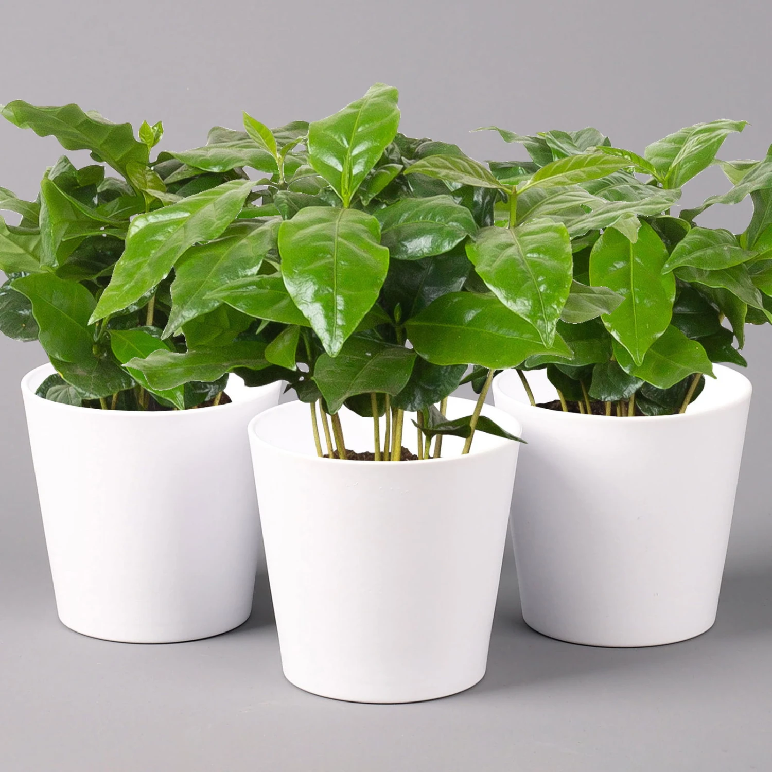 Kaffeestrauch Mit Keramiktopf Dallas Weiß, Topf-Ø 12cm, Höhe Ca. 25 Cm, 3er-Set 1 Kaffeestrauch Mit Keramiktopf Dallas Weiß, Topf-Ø 12cm, Höhe Ca. 25 Cm, 3er-Set