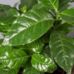 Kaffeestrauch Mit Keramiktopf Dallas Weiß, Topf-Ø 12cm, Höhe Ca. 25 Cm -Biohort Gartenarbeit Geschaft 0220108255 Coffea arabica Dallas weiss 42