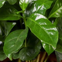 Kaffeestrauch Mit Keramiktopf Dallas Weiß, Topf-Ø 12cm, Höhe Ca. 25 Cm -Biohort Gartenarbeit Geschaft 0220108255 Coffea arabica Dallas weiss 52