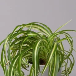 Grünlilie 'Bonnie', Topf-Ø 12 Cm, Höhe Ca. 20 Cm, 3er-Set -Biohort Gartenarbeit Geschaft 0220108272 Chlorophytum Comosum Bonnie 3er Set 12 cm WS 32