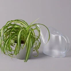 Grünlilie 'Bonnie', Topf-Ø 12 Cm, Höhe Ca. 20 Cm, 3er-Set -Biohort Gartenarbeit Geschaft 0220108272 Chlorophytum Comosum Bonnie 3er Set 12 cm WS 42