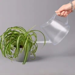 Grünlilie 'Bonnie', Topf-Ø 12 Cm, Höhe Ca. 20 Cm, 3er-Set -Biohort Gartenarbeit Geschaft 0220108272 Chlorophytum Comosum Bonnie 3er Set 12 cm WS 52