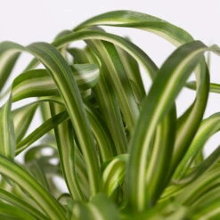 Grünlilie 'Bonnie', Topf-Ø 12 Cm, Höhe Ca. 20 Cm, 3er-Set -Biohort Gartenarbeit Geschaft 0220108272 Chlorophytum Comosum Bonnie 3er Set 12 cm WS 72