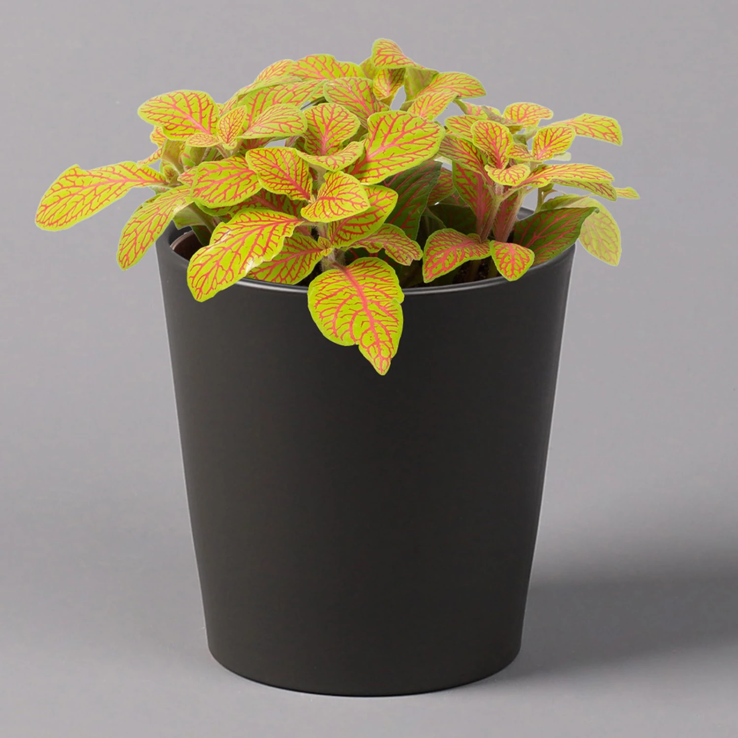 Fittonia 'Skeleton' Inkl. Keramiktopf Dallas Anthrazit, Topf-Ø 12 Cm, 3er-Set 2 Fittonia 'Skeleton' Inkl. Keramiktopf Dallas Anthrazit, Topf-Ø 12 Cm, 3er-Set – Bild 2