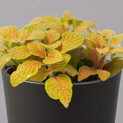 Fittonia 'Skeleton' Inkl. Keramiktopf Dallas Anthrazit, Topf-Ø 12 Cm, 3er-Set 10 Fittonia 'Skeleton' Inkl. Keramiktopf Dallas Anthrazit, Topf-Ø 12 Cm, 3er-Set -Biohort Gartenarbeit Geschaft 0220108275 Fittonia Skeleton Topf Dallas anthrazit 2