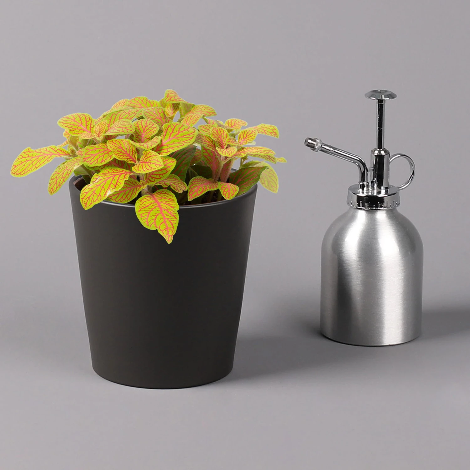 Fittonia 'Skeleton' Inkl. Keramiktopf Dallas Anthrazit, Topf-Ø 12 Cm, 3er-Set 4 Fittonia 'Skeleton' Inkl. Keramiktopf Dallas Anthrazit, Topf-Ø 12 Cm, 3er-Set – Bild 4