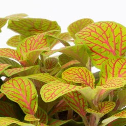 Fittonia 'Skeleton' Inkl. Keramiktopf Dallas Anthrazit, Topf-Ø 12 Cm, 3er-Set 12 Fittonia 'Skeleton' Inkl. Keramiktopf Dallas Anthrazit, Topf-Ø 12 Cm, 3er-Set -Biohort Gartenarbeit Geschaft 0220108275 Fittonia Skeleton Topf Dallas anthrazit 4