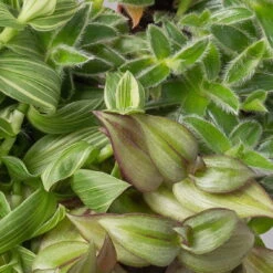 Dreimasterblume In Keramiktopf Weiß, Nach Verfügbarkeit, Topf-Ø 12 Cm, 2er-Set 15 Dreimasterblume In Keramiktopf Weiß, Nach Verfügbarkeit, Topf-Ø 12 Cm, 2er-Set -Biohort Gartenarbeit Geschaft 0220108388 0220108389 0220108390 0220108391 0220108392 tradescantia mix 3 120790