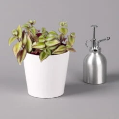 Dreimasterblume In Keramiktopf Weiß, Nach Verfügbarkeit, Topf-Ø 12 Cm, 2er-Set 17 Dreimasterblume In Keramiktopf Weiß, Nach Verfügbarkeit, Topf-Ø 12 Cm, 2er-Set -Biohort Gartenarbeit Geschaft 0220108389 0220108391 Tradescantia Mix in uebertopf Dallas weiss 12cmT 1 123816