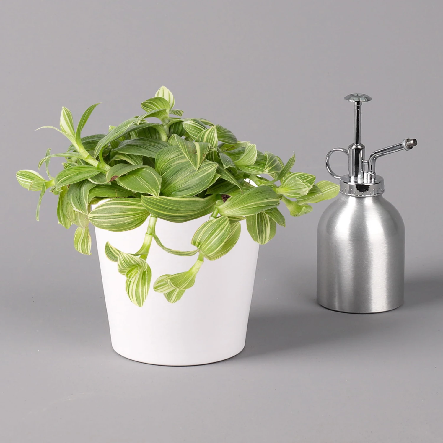 Dreimasterblume In Keramiktopf Weiß, Nach Verfügbarkeit, Topf-Ø 12 Cm, 2er-Set 5 Dreimasterblume In Keramiktopf Weiß, Nach Verfügbarkeit, Topf-Ø 12 Cm, 2er-Set – Bild 5