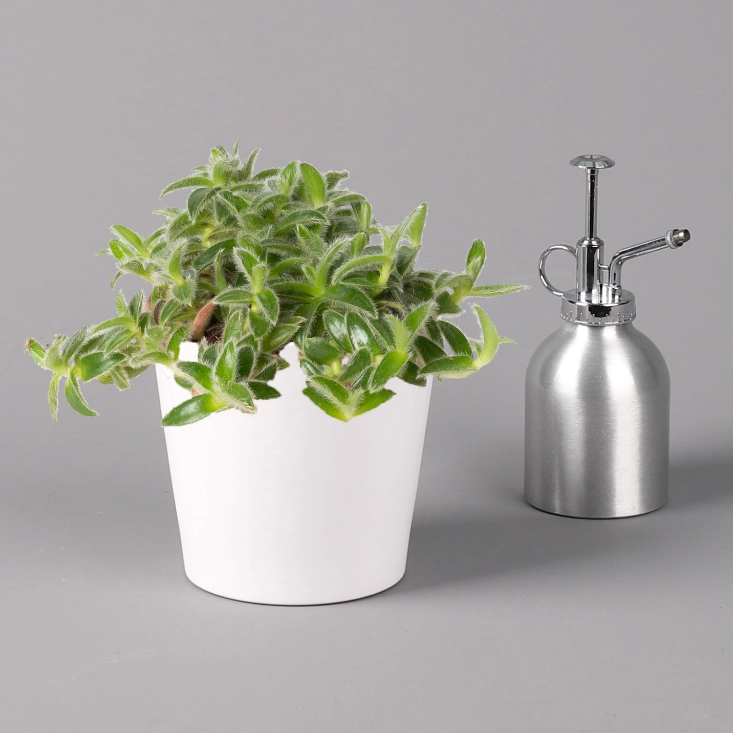 Dreimasterblume In Keramiktopf Weiß, Nach Verfügbarkeit, Topf-Ø 12 Cm, 2er-Set 7 Dreimasterblume In Keramiktopf Weiß, Nach Verfügbarkeit, Topf-Ø 12 Cm, 2er-Set – Bild 7