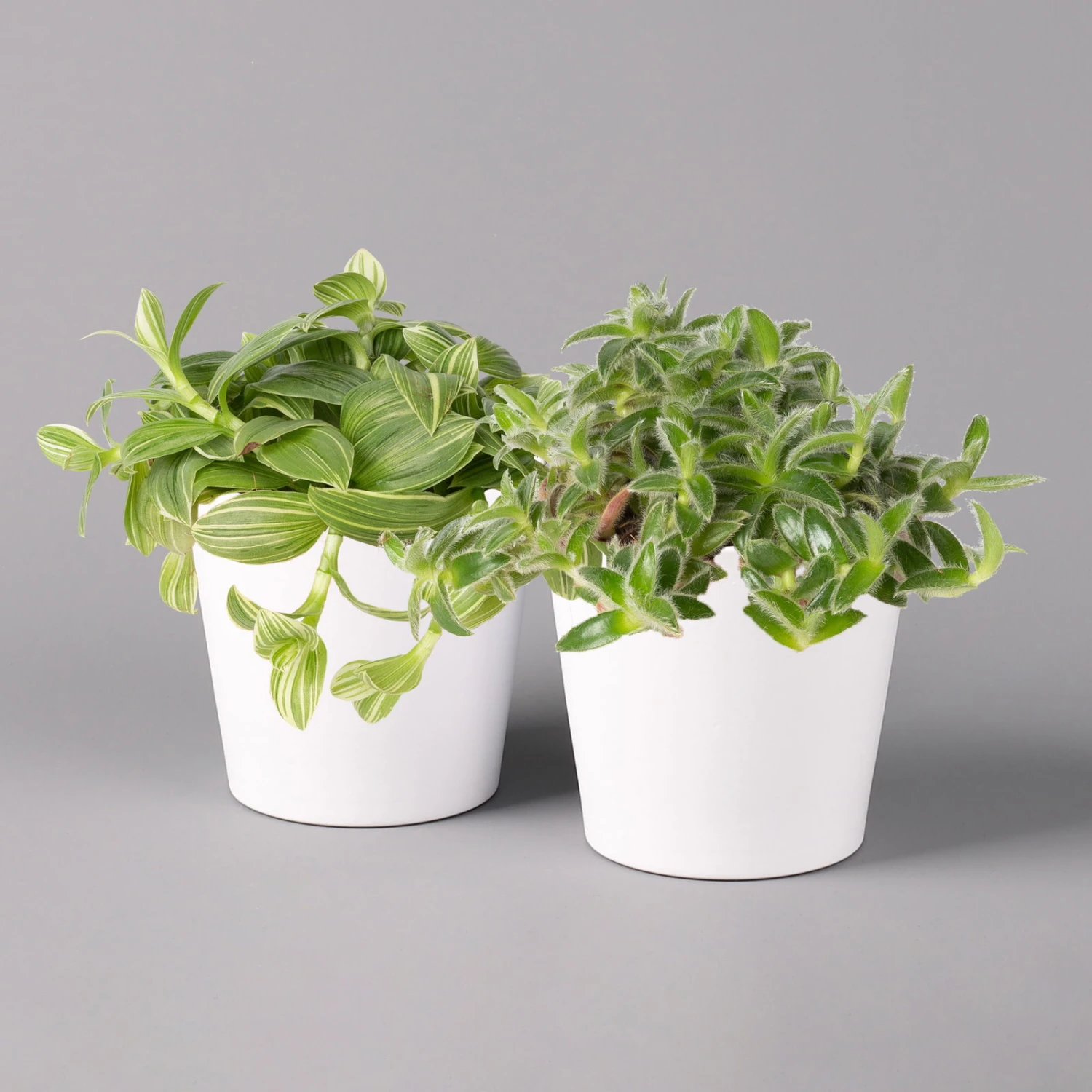 Dreimasterblume In Keramiktopf Weiß, Nach Verfügbarkeit, Topf-Ø 12 Cm, 2er-Set 2 Dreimasterblume In Keramiktopf Weiß, Nach Verfügbarkeit, Topf-Ø 12 Cm, 2er-Set – Bild 2