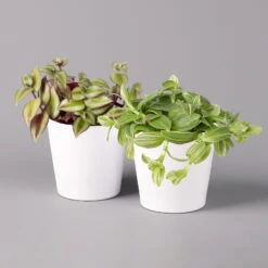 Dreimasterblume In Keramiktopf Weiß, Nach Verfügbarkeit, Topf-Ø 12 Cm, 2er-Set 14 Dreimasterblume In Keramiktopf Weiß, Nach Verfügbarkeit, Topf-Ø 12 Cm, 2er-Set -Biohort Gartenarbeit Geschaft 0220108389 Tradescantia Mix in uebertopf Dallas weiss 12cmT 2er Set 123814