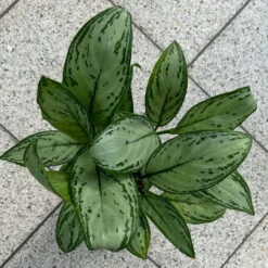 Aglaonema 'Maria Christina', Mit Übertopf Dallas Weiß, Topf-Ø 12 Cm -Biohort Gartenarbeit Geschaft 0220108453 T12 0220108599 Aglaonema Maria Christina Dallas weiss 14cm 2 125635