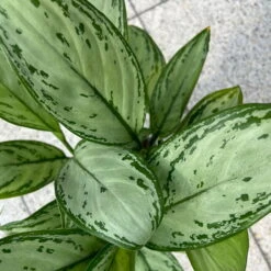 Aglaonema 'Maria Christina', Mit Übertopf Dallas Weiß, Topf-Ø 12 Cm -Biohort Gartenarbeit Geschaft 0220108453 T12 0220108599 Aglaonema Maria Christina Dallas weiss 14cm 3 125637
