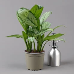 Aglaonema 'Maria Christina', Mit Übertopf Dallas Weiß, Topf-Ø 12 Cm -Biohort Gartenarbeit Geschaft 0220108453 T12 0220108599 Aglaonema Maria Christina Dallas weiss 14cm t 126167