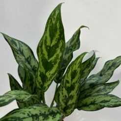 Aglaonema 'Miss Juliette', Topf-Ø 12 Cm, Höhe Ca. 35 Cm 8 Aglaonema 'Miss Juliette', Topf-Ø 12 Cm, Höhe Ca. 35 Cm -Biohort Gartenarbeit Geschaft 0220108541 Aglaonema Miss Juliette 12cmT H35cm 7 125647
