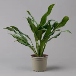 Aglaonema 'Miss Juliette', Topf-Ø 12 Cm, Höhe Ca. 35 Cm 9 Aglaonema 'Miss Juliette', Topf-Ø 12 Cm, Höhe Ca. 35 Cm -Biohort Gartenarbeit Geschaft 0220108541 Aglaonema Miss Juliette 12cmT H35cm f 126173