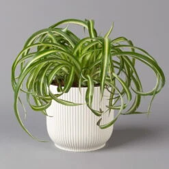 Grünlilie 'Bonnie' Mit Übertopf Vibes Weiß, Topf-Ø 12 Cm, Höhe Ca. 25 Cm