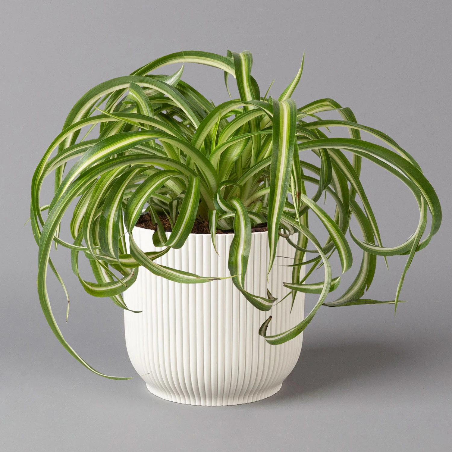 Grünlilie 'Bonnie' Mit Übertopf Vibes Weiß, Topf-Ø 12 Cm, Höhe Ca. 25 Cm 1 Grünlilie 'Bonnie' Mit Übertopf Vibes Weiß, Topf-Ø 12 Cm, Höhe Ca. 25 Cm