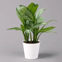 Aglaonema 'Maria Christina', Mit Übertopf Dallas Weiß, Topf-Ø 12 Cm -Biohort Gartenarbeit Geschaft 0220108599 Aglaonema Maria Christina Dallas weiss 14cm f 126194