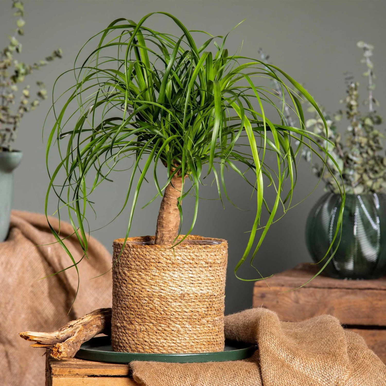 Elefantenfuß In Korb Maki, Topf-Ø 17 Cm, Höhe Ca. 50 Cm 1 Elefantenfuß In Korb Maki, Topf-Ø 17 Cm, Höhe Ca. 50 Cm