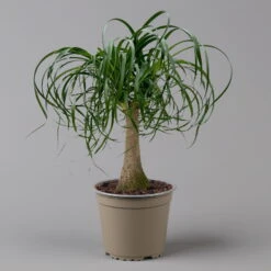 Elefantenfuß 'Mayapalme', Topf-Ø 19 Cm, Höhe Ca. 50 Cm 12 Elefantenfuß 'Mayapalme', Topf-Ø 19 Cm, Höhe Ca. 50 Cm -Biohort Gartenarbeit Geschaft 0220120057 Beaucarnea Mayapalme ST 19cmT H60cm 2 126958