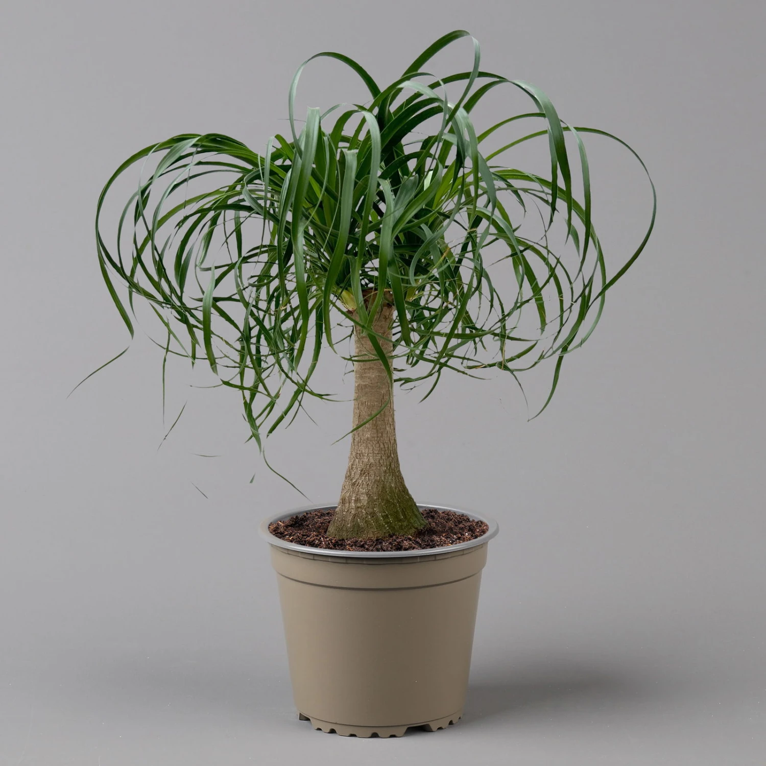 Elefantenfuß 'Mayapalme', Topf-Ø 19 Cm, Höhe Ca. 50 Cm 5 Elefantenfuß 'Mayapalme', Topf-Ø 19 Cm, Höhe Ca. 50 Cm – Bild 5