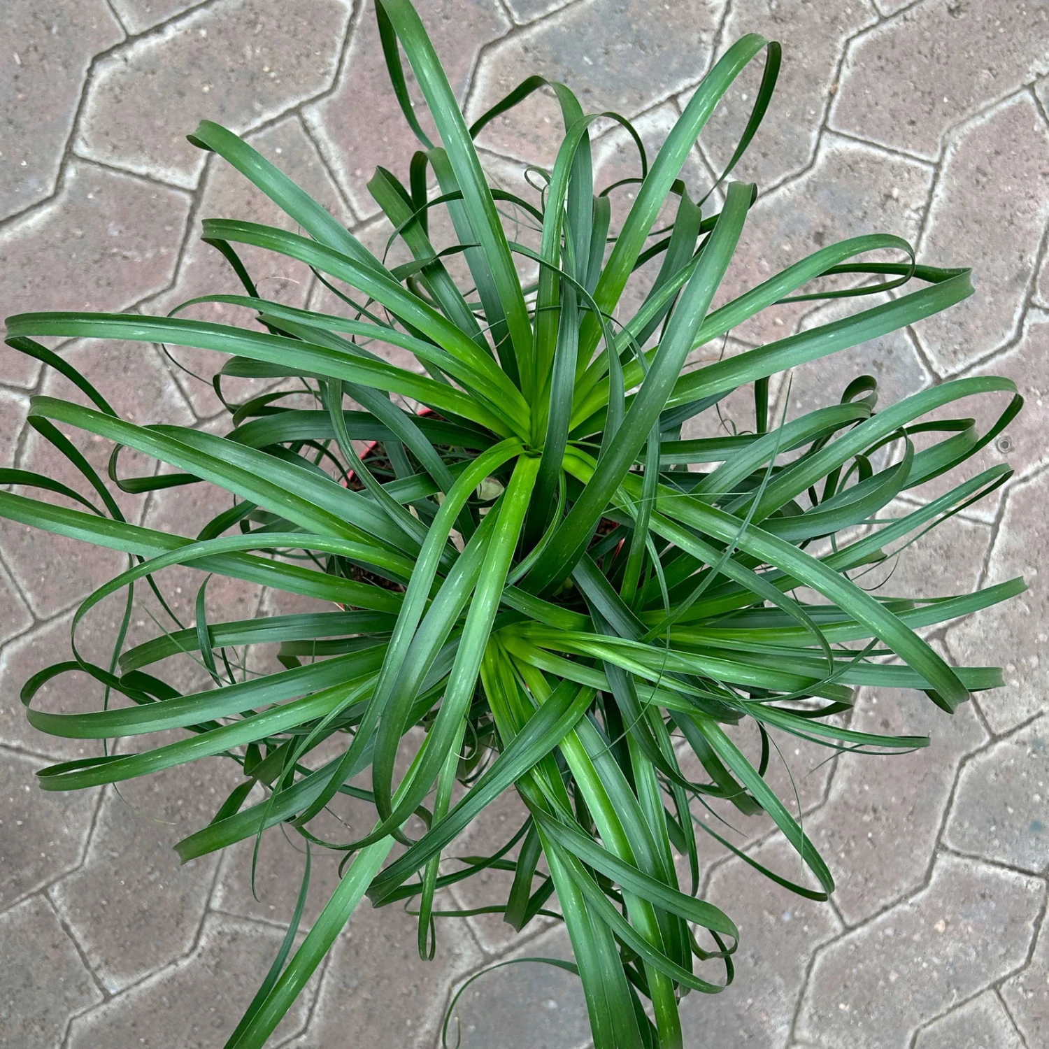 Elefantenfuß 'Mayapalme', Topf-Ø 19 Cm, Höhe Ca. 50 Cm 2 Elefantenfuß 'Mayapalme', Topf-Ø 19 Cm, Höhe Ca. 50 Cm – Bild 2