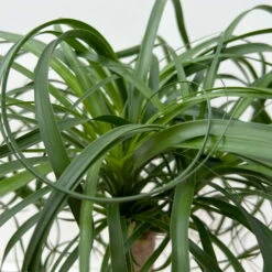 Elefantenfuß 'Mayapalme', Topf-Ø 19 Cm, Höhe Ca. 50 Cm 11 Elefantenfuß 'Mayapalme', Topf-Ø 19 Cm, Höhe Ca. 50 Cm -Biohort Gartenarbeit Geschaft 0220120057 Beaucarnea Mayapalme ST 19cmT H60cm 6 126550