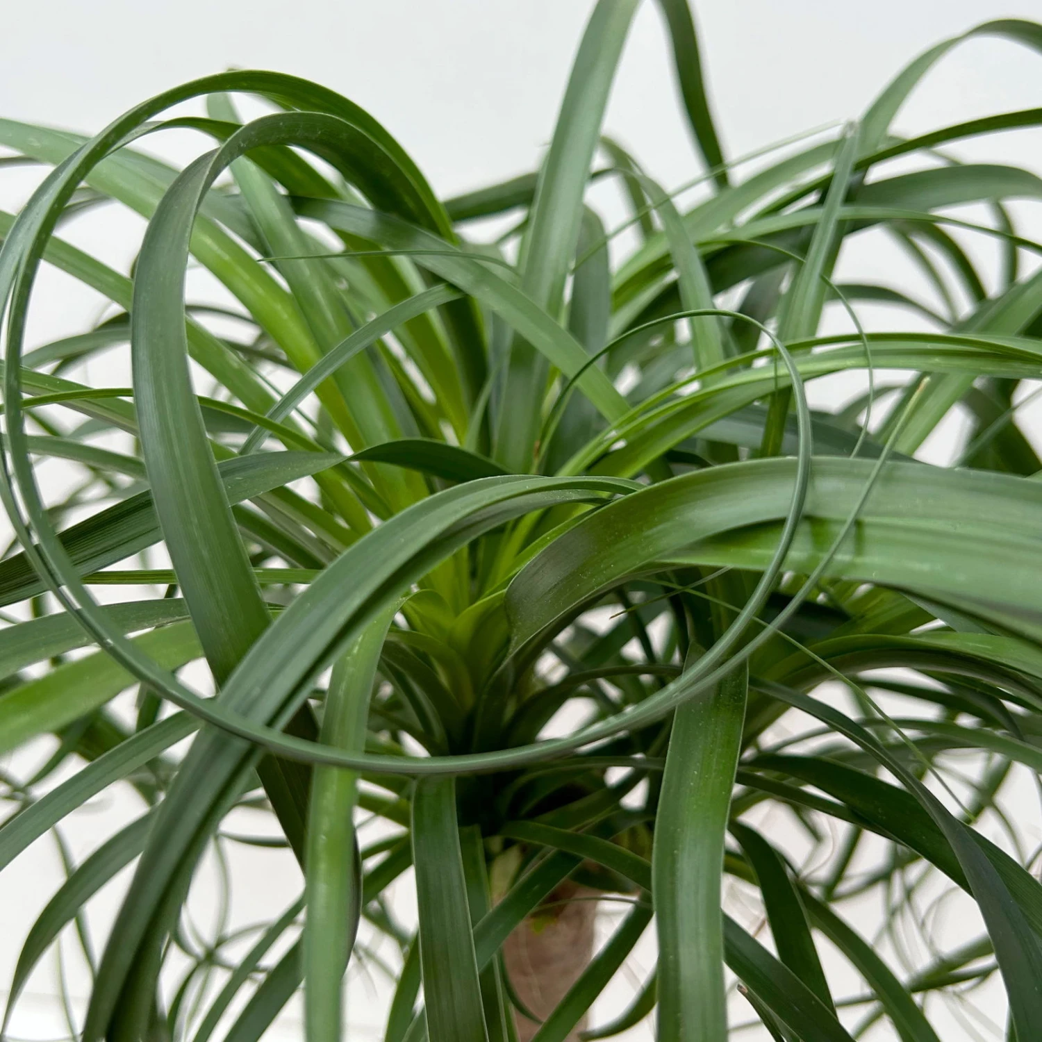 Elefantenfuß 'Mayapalme', Topf-Ø 19 Cm, Höhe Ca. 50 Cm 4 Elefantenfuß 'Mayapalme', Topf-Ø 19 Cm, Höhe Ca. 50 Cm – Bild 4