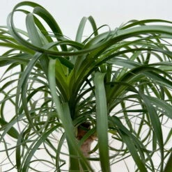 Elefantenfuß 'Mayapalme', Topf-Ø 19 Cm, Höhe Ca. 50 Cm 10 Elefantenfuß 'Mayapalme', Topf-Ø 19 Cm, Höhe Ca. 50 Cm -Biohort Gartenarbeit Geschaft 0220120057 Beaucarnea Mayapalme ST 19cmT H60cm 7 126549