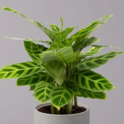 Biohort Gartenarbeit Geschaft -Biohort Gartenarbeit Geschaft 0220160007 Calathea zebrina 22