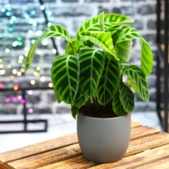 Calathea Zebrina, Topf-Ø 14 Cm, Höhe Ca. 35-45 Cm -Biohort Gartenarbeit Geschaft 0220160007 Calathea zebrina