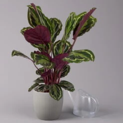 Calathea 'Medallion', Topf-Ø 19 Cm, Höhe Ca. 85 Cm -Biohort Gartenarbeit Geschaft 0220160008 Calathea Medaillon 19cm 3 109549