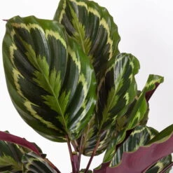 Calathea 'Medallion', Topf-Ø 19 Cm, Höhe Ca. 85 Cm -Biohort Gartenarbeit Geschaft 0220160008 Calathea Medaillon 19cm 4 109550