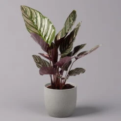 Calathea Ornata, Topf-Ø 14 Cm, Höhe Ca. 50 Cm