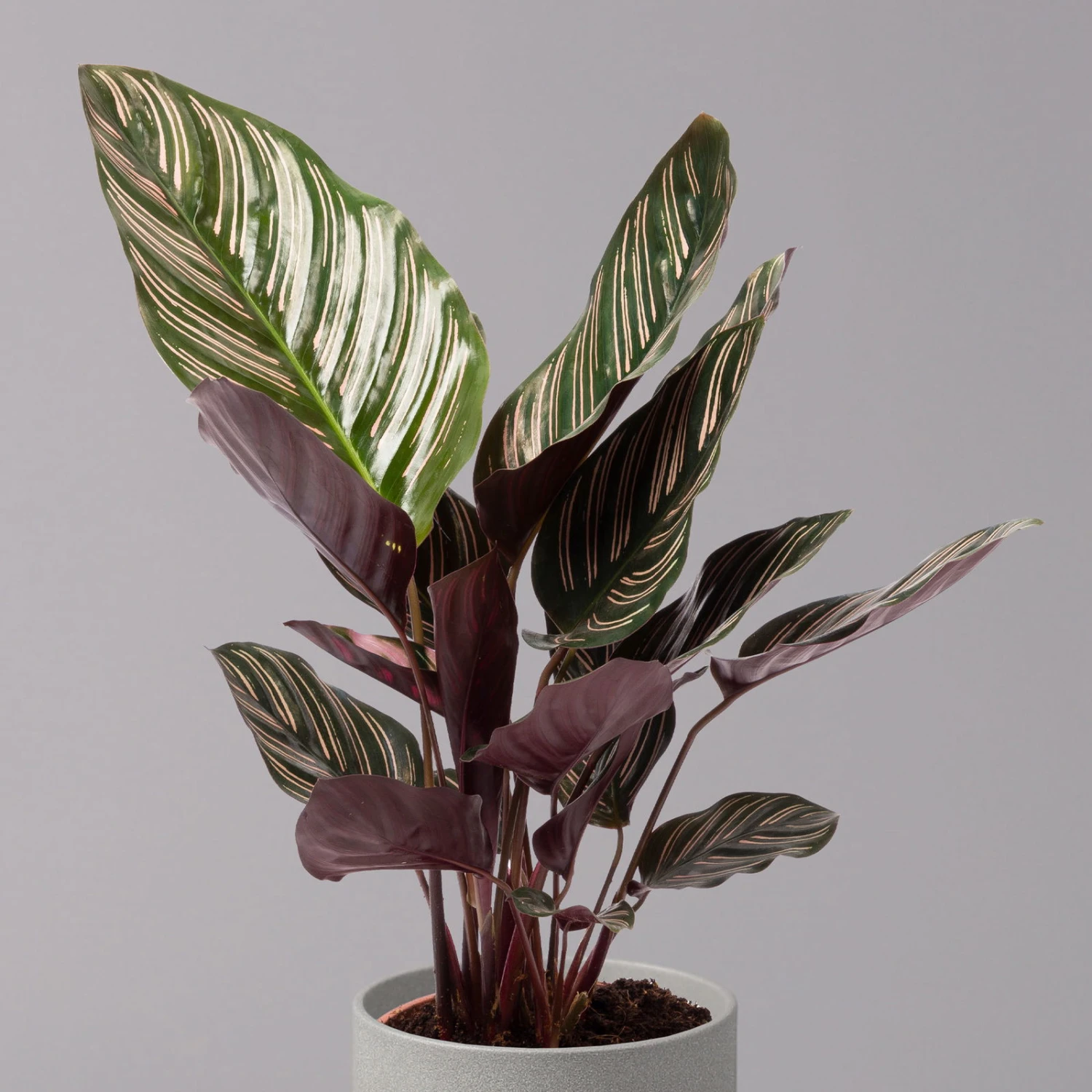 Calathea Ornata, Topf-Ø 14 Cm, Höhe Ca. 50 Cm 2 Calathea Ornata, Topf-Ø 14 Cm, Höhe Ca. 50 Cm – Bild 2