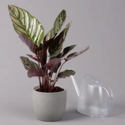 Calathea Ornata, Topf-Ø 14 Cm, Höhe Ca. 50 Cm 8 Calathea Ornata, Topf-Ø 14 Cm, Höhe Ca. 50 Cm -Biohort Gartenarbeit Geschaft 0220160026 Calathea sanderiana Ornata 3