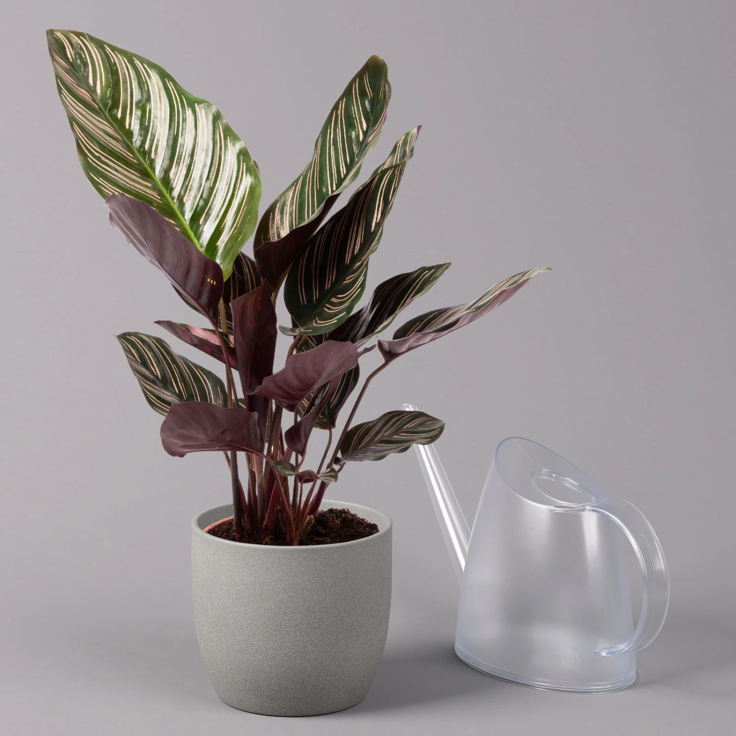 Calathea Ornata, Topf-Ø 14 Cm, Höhe Ca. 50 Cm 3 Calathea Ornata, Topf-Ø 14 Cm, Höhe Ca. 50 Cm – Bild 3