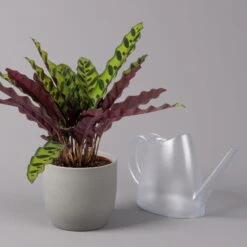 Calathea Lancifolia, Topf-Ø 14 Cm, Höhe Ca. 30-50 Cm -Biohort Gartenarbeit Geschaft 0220160028 Calathea lancifolia 14cm 3